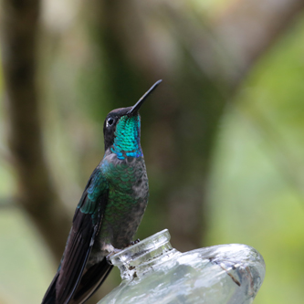 Magnificient Hummingbird